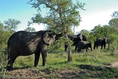 Afrikanischer Elefant (53 von 131).jpg